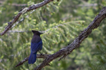 Steller&#039;s jay of Stellers gaai